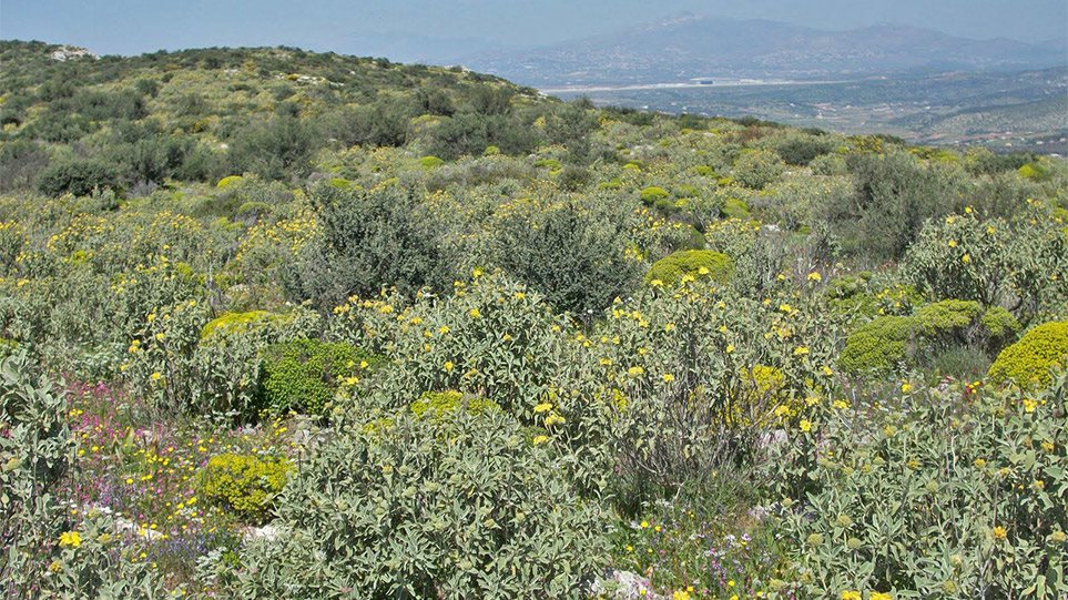 The areas with garrigues and spiny brooms are no longer considered forests